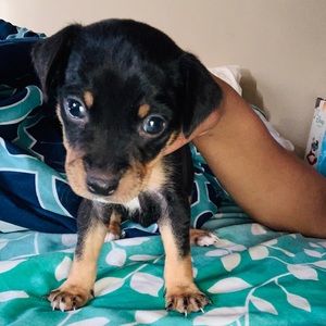 Meet your Posher, Tierra